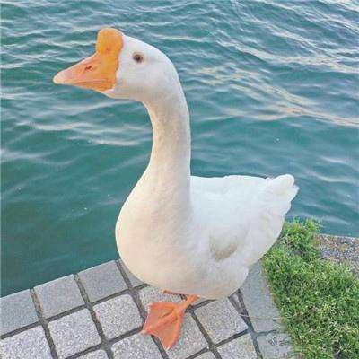 米乐下载链接截图